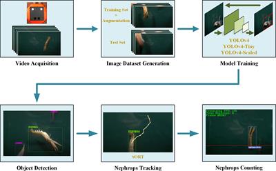 Estimating catch rates in real time: Development of a deep learning based Nephrops (Nephrops norvegicus) counter for demersal trawl fisheries